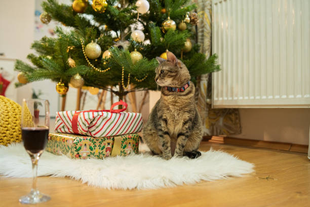 istock Happy kitten loves Christmas decoration 1288899167