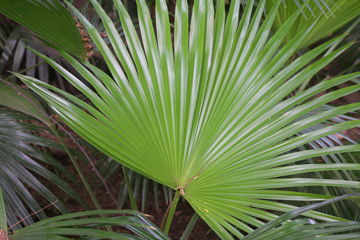 Stock photo showing close-up view of large, green Mexican fan palm (Trachycarpus fortunei) leaf planted in a tropical garden with lush foliage plants growing outside in New Delhi, India. This hardy, evergreen palm tree is also known as a windmill palm or Chusan palm.