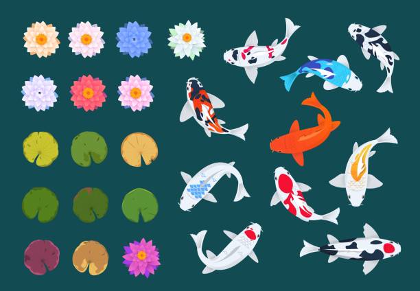 ilustraciones, imágenes clip art, dibujos animados e iconos de stock de pescado koi y loto. carpa japonesa, flores y hojas de nenúfares. conjunto de vectores tradicionales asiáticos de china - water lily lotus water lily