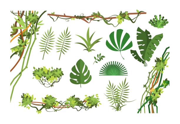 ilustrações de stock, clip art, desenhos animados e ícones de jungle vine. cartoon rainforest leaves and liana overgrown plants. isolated vector set - fern forest ivy leaf