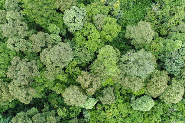 istock Aerial view of tropical forest canopy 1288902074