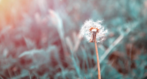 istock dandelion in the landscape 1288902837