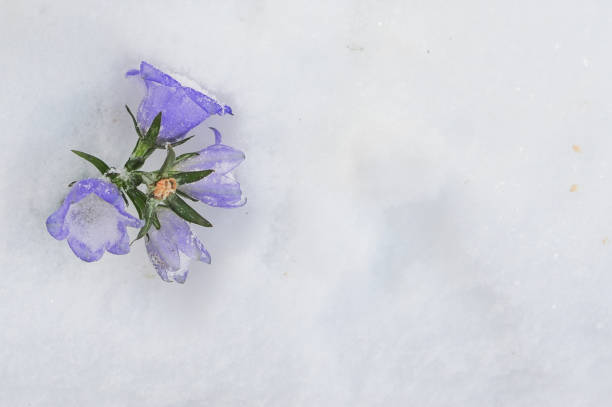 istock Blue among the snow covered field 1288903143