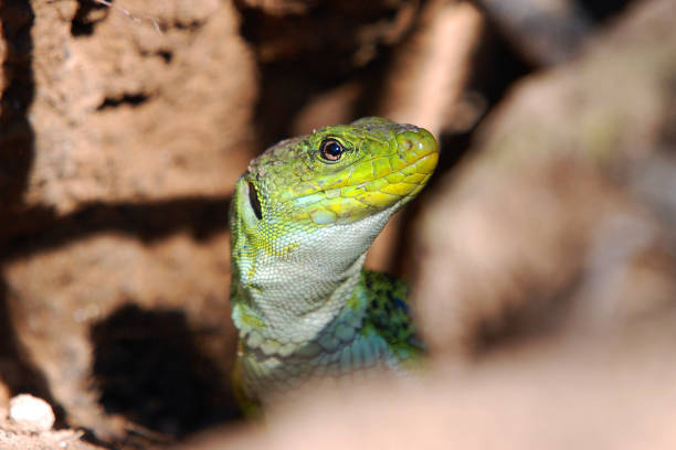 istock a beautiful ocellated lizard in the field 1288903221