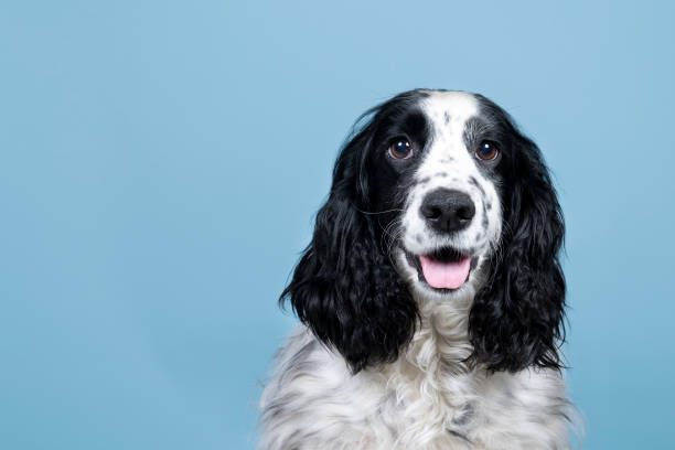 Portrait of an english cocker spaniel looking at the camera on a blue background Portrait of an english cocker spaniel looking at the camera on  blue background cocker spaniel stock pictures, royalty-free photos & images