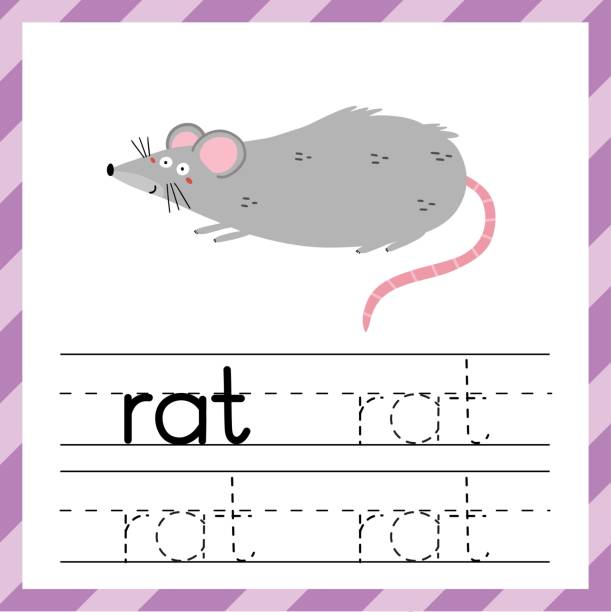 3rd Grade Rats 40+ Three Rats Stock Illustrations, Royalty-Free Vector Graphics & Clip ...