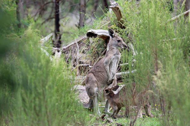 istock Scene with Kangaroo mother and her joey 1288905611
