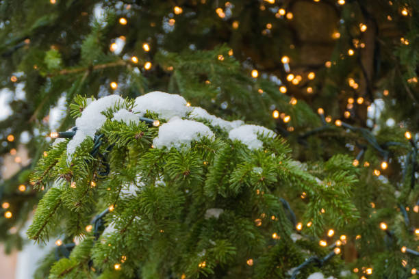 istock Shiny Christmas Tree Branch with Lights 1288906391