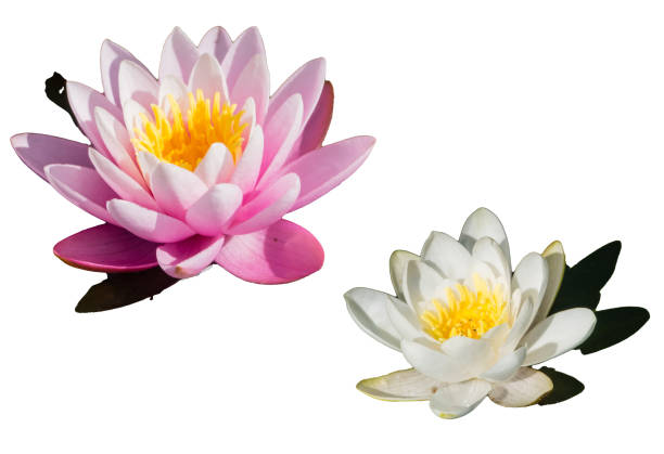 istock White and Pink Waterlilies isolated 1288907231