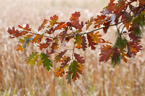 Full Frame image of Colorful Oak Leaves in Autumn