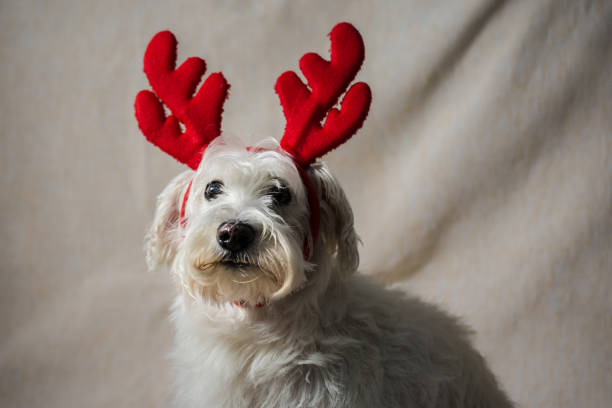 Reindeer antler on Christmas dog stock photo