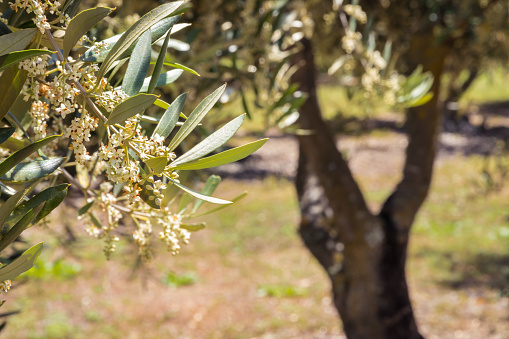 closeup of an olive tree in bloom with blurred background and copy space