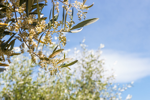 closeup of an olive tree branch with flowers in bloom isolated against blue sky