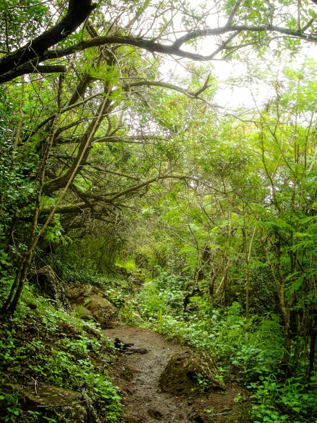 istock Sleeping Giant trail in Wailua Kauai 1288910269