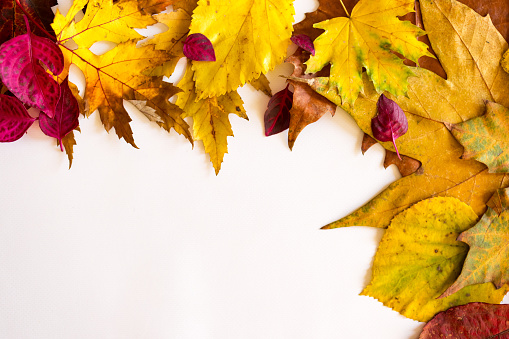 Close up of colorful autumn leaves on white, blank space background