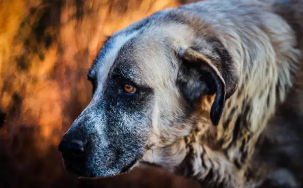 Portuguese mastiff - Rafeiro do Alentejo Portuguese shepherd dog