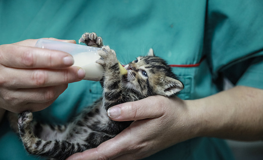 Veterinarian holding with is hands and giving a baby a bottle of milk