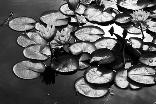 Beautiful lotus in black and white.