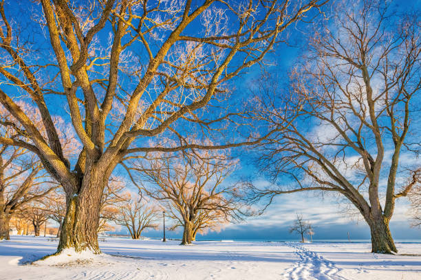 istock Landscape with trees during winter Toronto Lakeshore Canada 1288912575