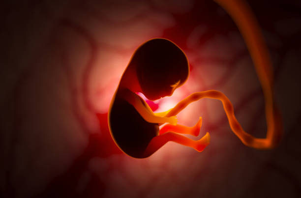 die entwicklung eines menschlichen embryos im mutterleib während der schwangerschaft. kleines baby 3d illustration - fetus stock-fotos und bilder