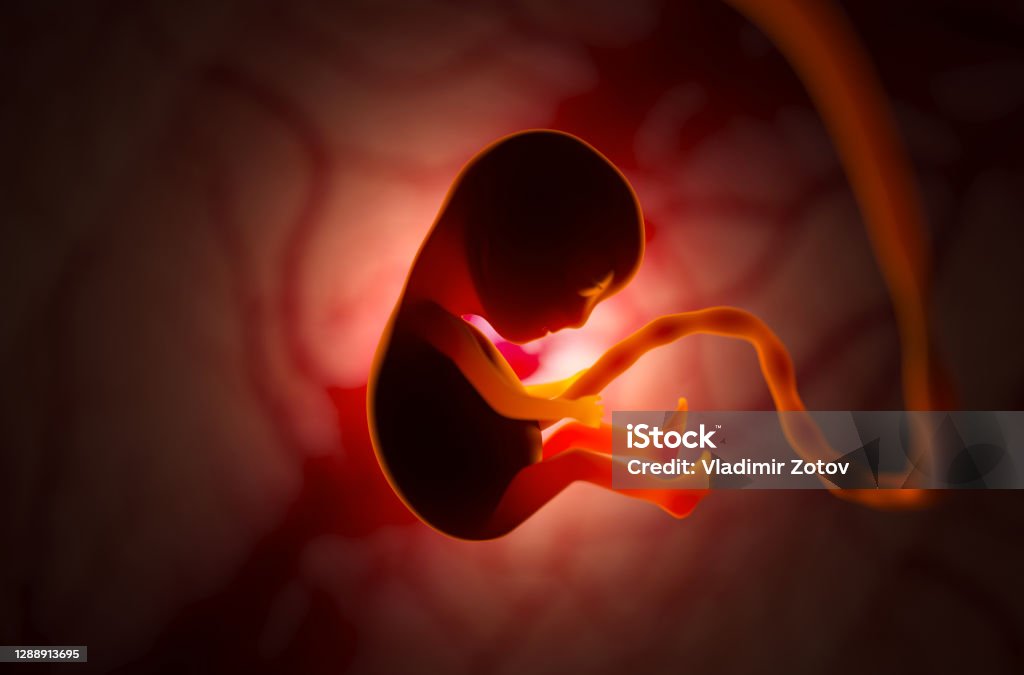 The development of a human embryo inside the womb during pregnancy. Little baby 3d illustration Fetus Stock Photo