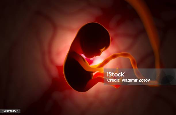 The Development Of A Human Embryo Inside The Womb During Pregnancy Little Baby 3d Illustration Stock Photo - Download Image Now