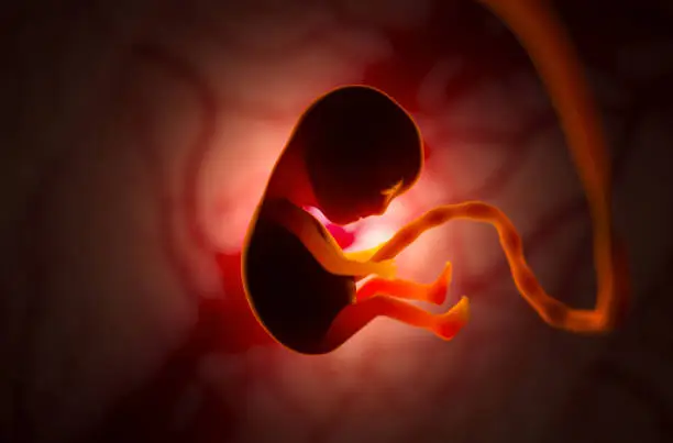 The development of a human embryo inside the womb during pregnancy. Little baby 3d illustration