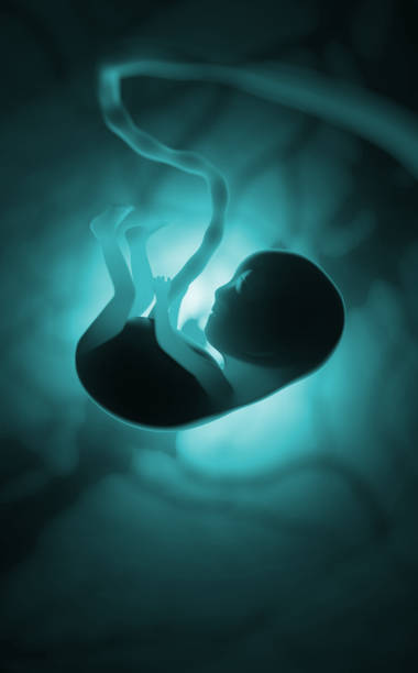 妊娠中の子宮内のヒト胚の発達。青い背景に小さな赤ちゃんの3dイラスト - ultrasound fetus development embryo ストックフォトと画像