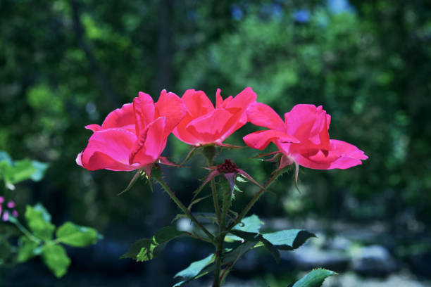 istock Gold Coast botanical gardens flower pink 1288918220