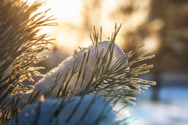 istock Snow on a pine branch, illuminated by the sun 1288919281