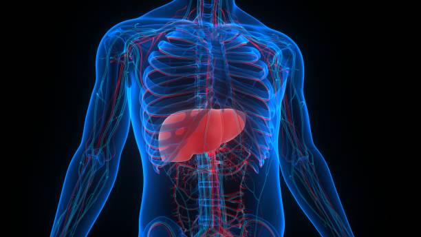 istock Human Internal Digestive Organ Liver Anatomy 1288920023