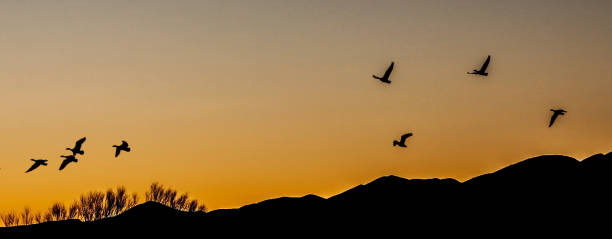 istock Sandhill Cranes in Flight at Bosque del Apache National Wildlife Refuge 1288920203