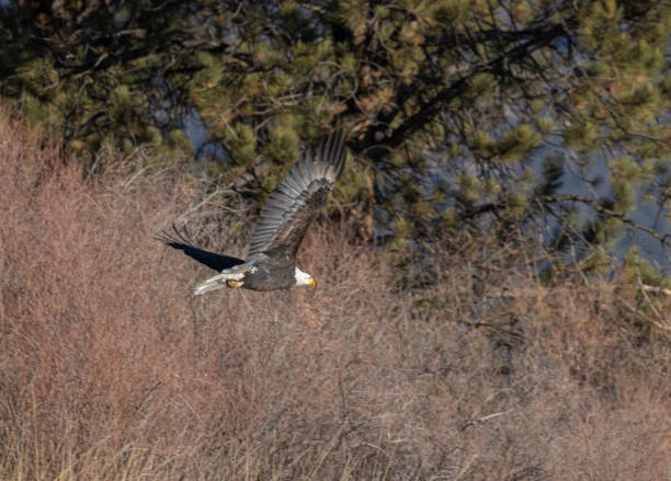 istock Bald Eagle in Eleven Mile Canyon 1288920274