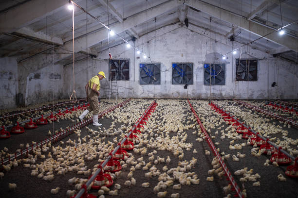istock Manual worker in farm for broiler chicken. 1288921168