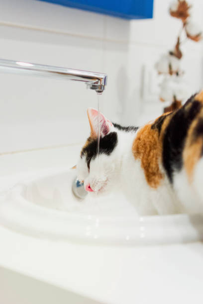 istock Tricolor kitten drinking water from sink faucet 1288921553