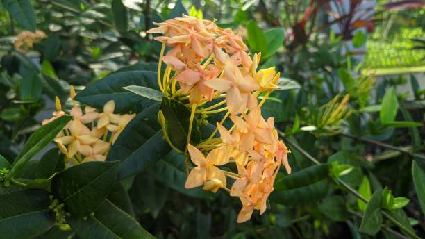 istock Yellow Asoka Flower 1288921564