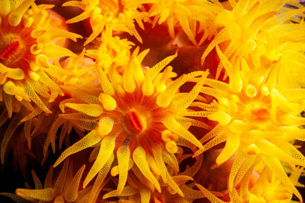 istock Orange cup coral,Tubastraea coccinea, 1288921587
