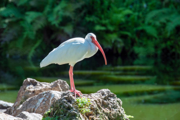 American white ibis ,Eudocimus albus is a species of bird in the ibis family, Threskiornithidae