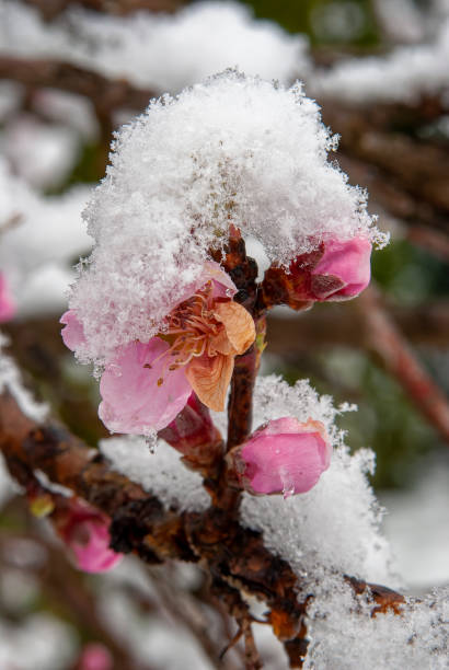 istock peach blossoms in frozen snow 1288922396