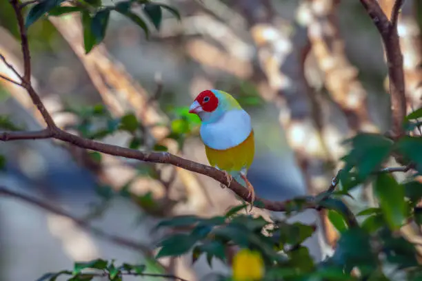 Gouldian finch ,Chloebia gouldiae, also known as the Lady Gouldian finch, Gould's finch or the rainbow finch, is a colourful passerine bird that is native to Australia.