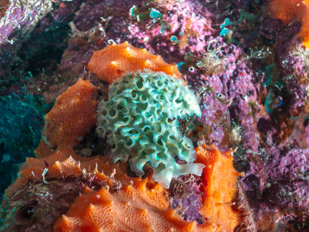 istock Elysia crispata; lettuce sea slug; 1288922487