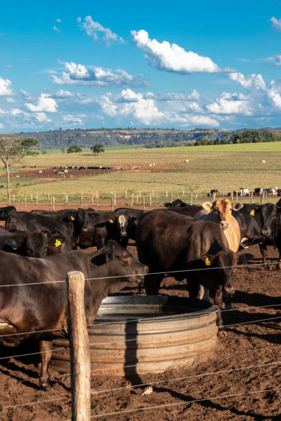 angus cattle on confinement angus cattle on confinement in Brazil corral stock pictures, royalty-free photos & images
