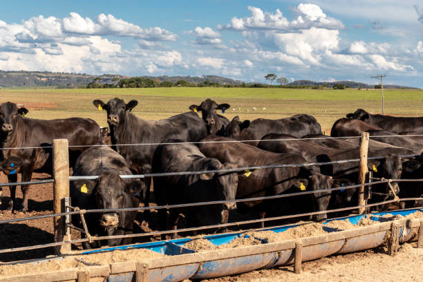 angus cattle on confinement angus cattle on confinement in Brazil bull aberdeen angus cattle black cattle stock pictures, royalty-free photos & images