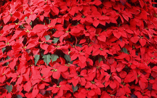 Brilliant scarlet poinsettias massed together in red-and-green splendor, a perfect Christmas background provided by nature.