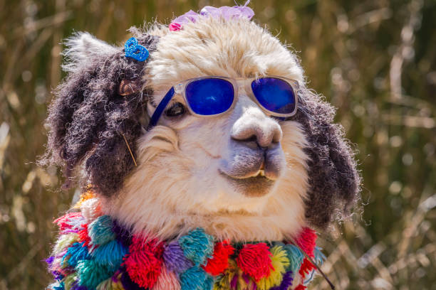 Cute and chic alpaca close up portrait - Ancash peruvian Andes, Peru Cute and chic alpaca close up portrait - Ancash peruvian Andes, Peru pimp hat stock pictures, royalty-free photos & images