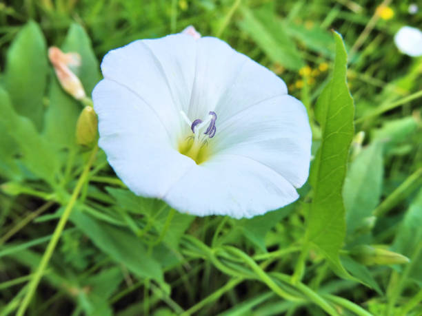 Field bindweed  kind of long-term herbaceous plant of the family convolvulaceae Field bindweed  kind of long-term herbaceous plant of the family convolvulaceae convolvulus photos stock pictures, royalty-free photos & images
