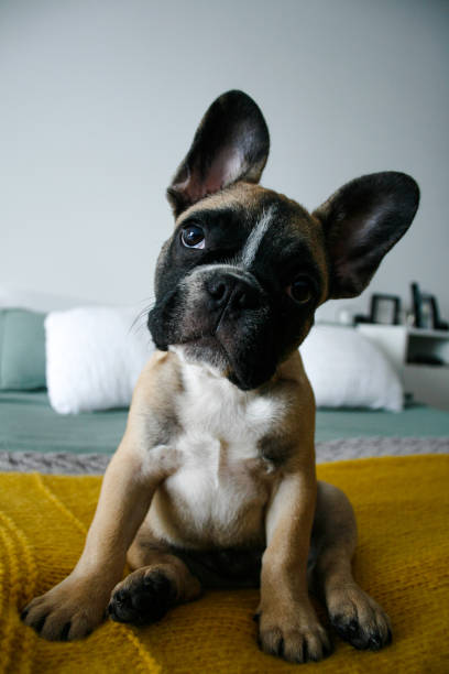 istock Puppy in the house 1288930321