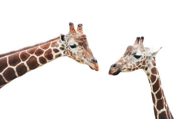 zwei giraffen ausgeschnitten - animal animal neck cute safari animals stock-fotos und bilder