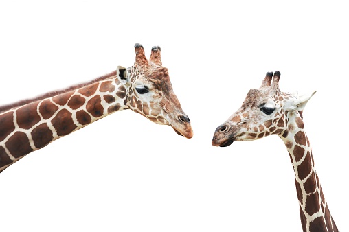 Two giraffes cut out on white background