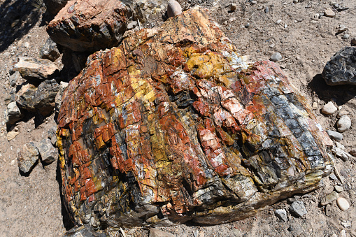 Large piec of petrified wood in the Escalante Petrified Forest State Park.